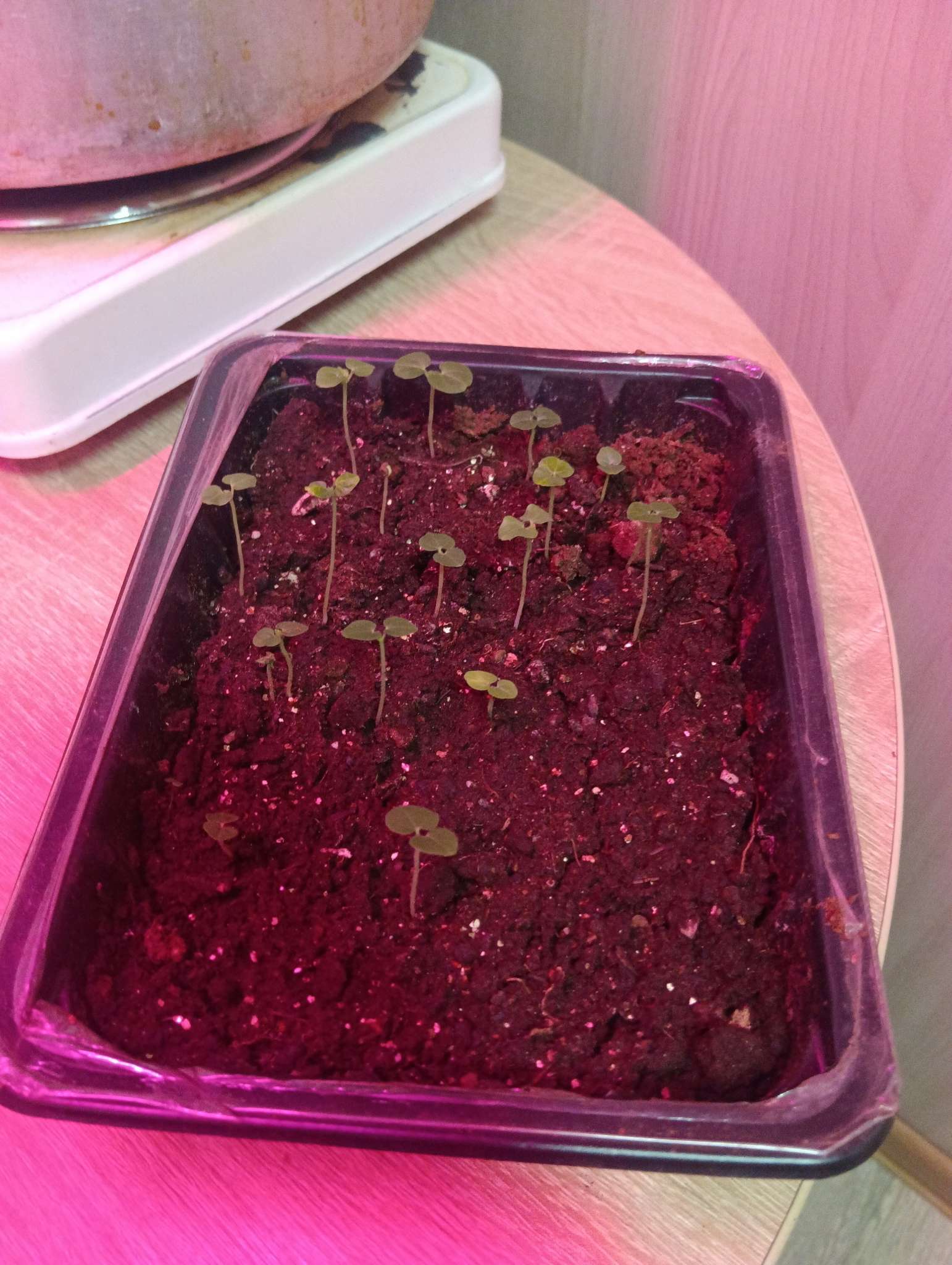 Фотография покупателя товара Семена Абутилон гибридный Джульетта, смесь сортов Мн Золотая серия 15 шт - Фото 1