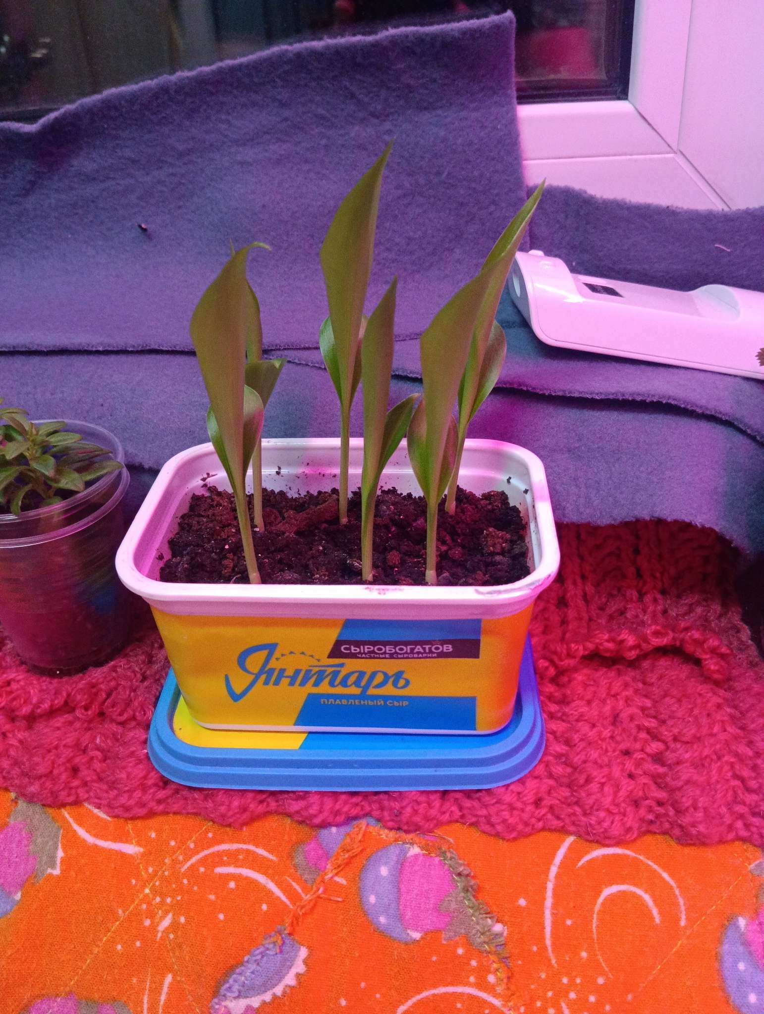 Фотография покупателя товара Семена цветов Канна индийская «Большие цветы», 3 шт. - Фото 1