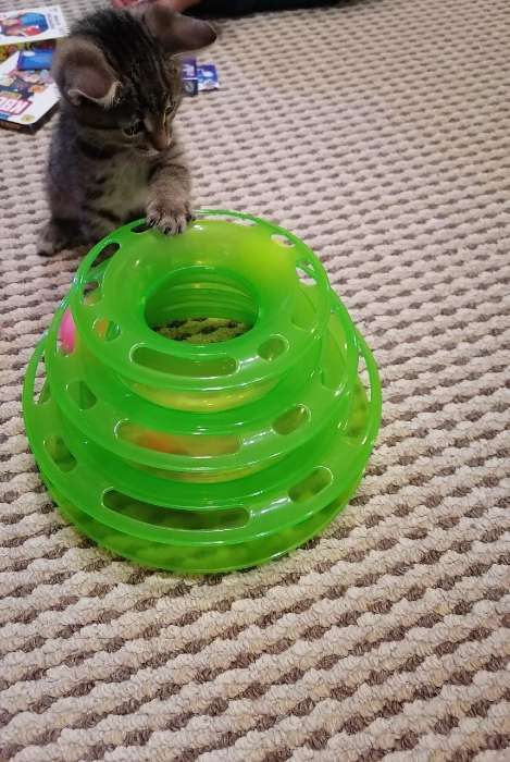 Фотография покупателя товара Игровой комплекс "Пижон" для кошек с 3 шариками, 24,5 х 24,5 х 13 см, зелёный - Фото 6