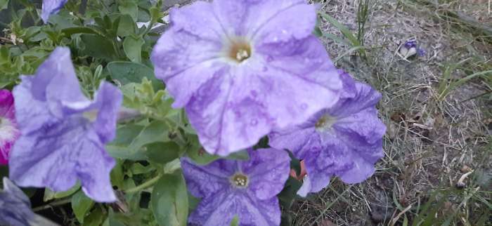 Фотография покупателя товара Семена цветов Петуния крупноцветковая "Мондиаль", голубая, F1, в ампуле, 0,01 г. - Фото 1