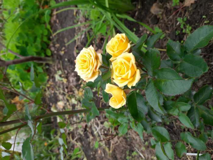 Фотография покупателя товара Саженец розы Фрезия,  Весна 2023, 1 шт. - Фото 7
