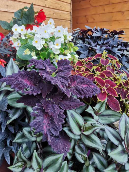 Фотография покупателя товара Семена цветов Колеус «Черный дракон», 10 шт., «Агросидстрейд» - Фото 1