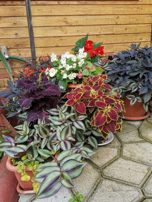 Фотография покупателя товара Семена цветов Колеус «Черный дракон», 10 шт., «Агросидстрейд» - Фото 2