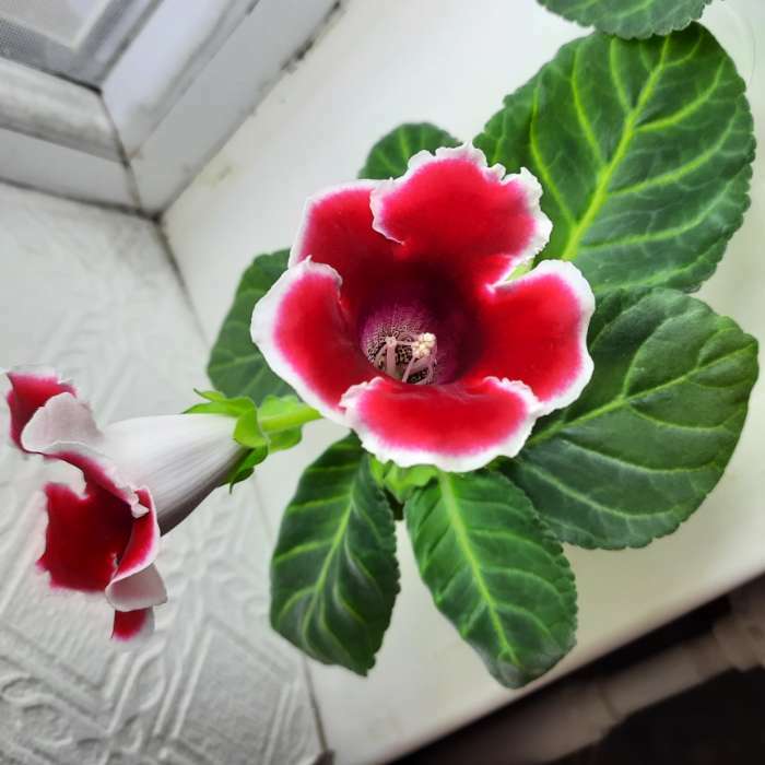 Фотография покупателя товара Семена комнатных цветов Глоксиния "Аванти" Зеленый дом, Мн, 5 шт.