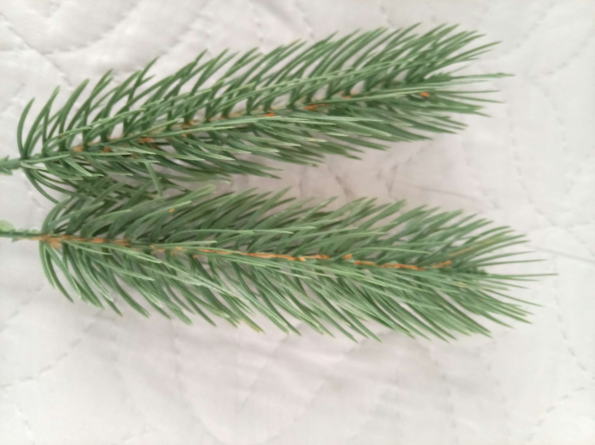 Фотография покупателя товара Ветка еловая зелёная, 22×4 см, набор 20 шт. - Фото 1