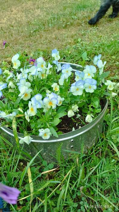 Фотография покупателя товара Семена Цветов Виола «Кул Вейв Смесь», 5 шт., «Агросидстрейд» - Фото 1