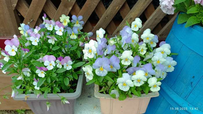 Фотография покупателя товара Семена Цветов Виола «Кул Вейв Смесь», 5 шт., «Агросидстрейд» - Фото 2