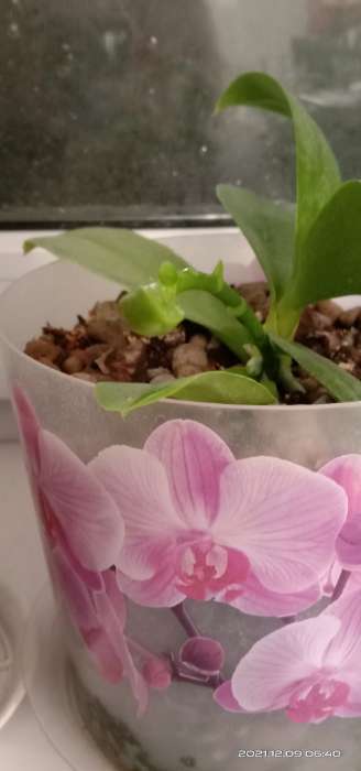Фотография покупателя товара Цитокининовая паста Letto  для орхидей и комнатных цветов, 1,5 мл - Фото 16