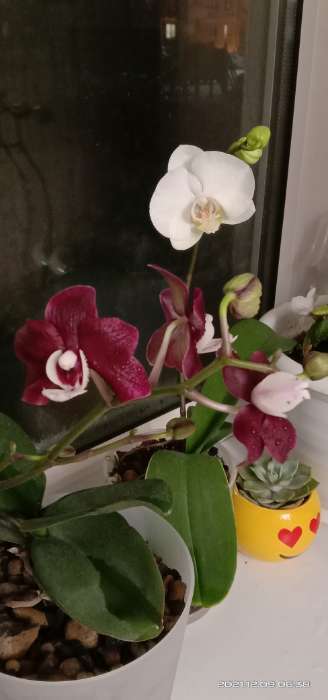 Фотография покупателя товара Цитокининовая паста Letto  для орхидей и комнатных цветов, 1,5 мл - Фото 5
