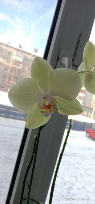 Фотография покупателя товара Цитокининовая паста Letto  для орхидей и комнатных цветов, 1,5 мл - Фото 18