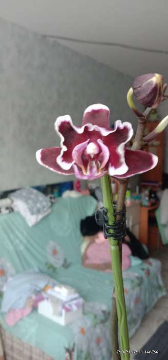 Фотография покупателя товара Цитокининовая паста Letto  для орхидей и комнатных цветов, 1,5 мл - Фото 20