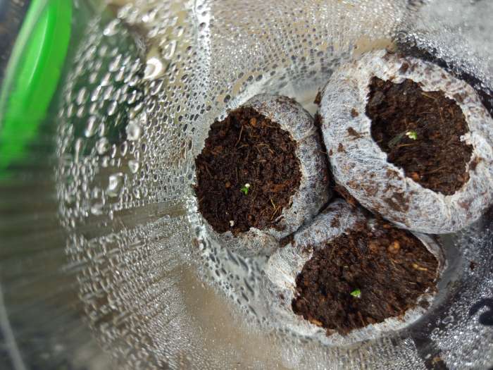 Фотография покупателя товара Семена цветов Эустома "Эхо" лавандовая F1, гранулы, пробирка, О, ц/п, 4 шт. - Фото 12