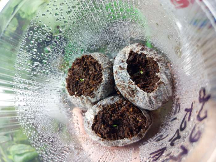 Фотография покупателя товара Семена цветов Эустома "Супер Мэджик" F1 смесь, О, DARIT  8 шт - Фото 2