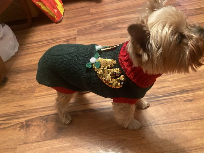 Фотография покупателя товара Свитер для животных «Рога удачи», размер 2XL (ДС 45 см, ОШ 36, ОГ 35-54), зелёный - Фото 1