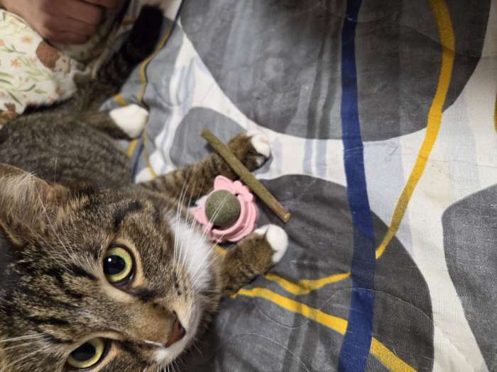 Фотография покупателя товара Игрушка для кошек из кошачьей мяты «Киса», 4.5×6×6 см, на основании, цвет МИКС - Фото 4