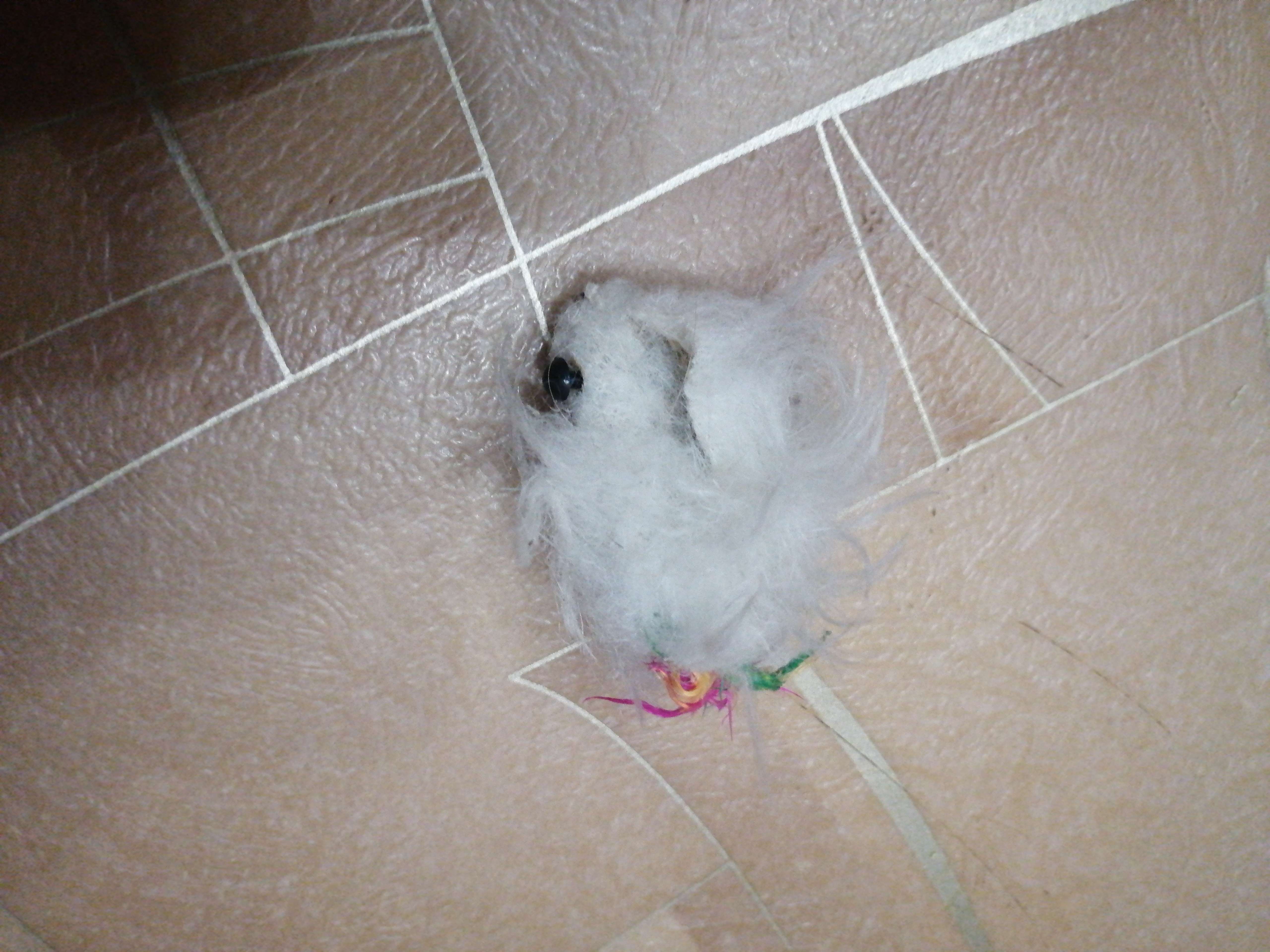 Фотография покупателя товара Игрушка для кошек "Малая мышь" двухцветная, 5 см, микс цветов - Фото 3