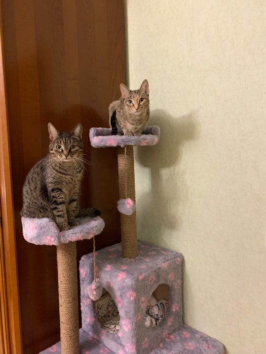 Фотография покупателя товара Комплекс для кошек "Лестница", 56 х 52 х 140 см, джут, микс цветов - Фото 2
