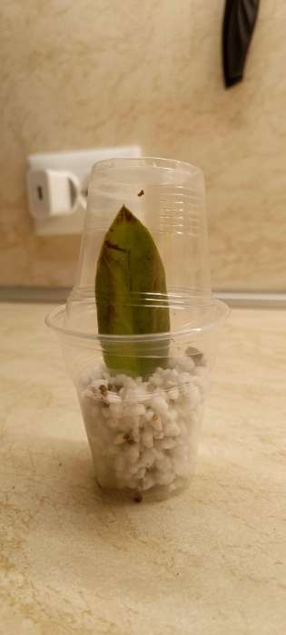 Фотография покупателя товара Смесь Вермикулит и Перлит «Рецепты Дедушки Никиты» 1 л. - Фото 4