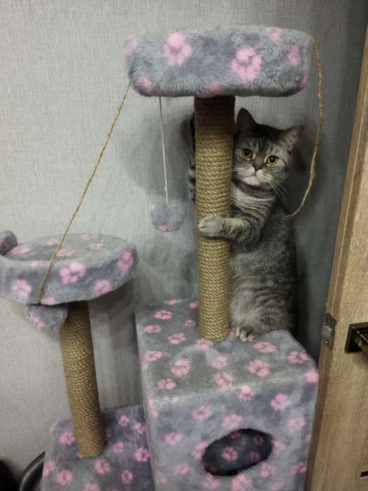 Фотография покупателя товара Комплекс для кошек "Лестница", 56 х 52 х 140 см, джут, микс цветов - Фото 1
