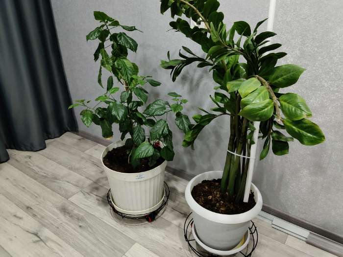 Фотография покупателя товара Подставка для цветов на колёсиках Доляна, 34×34×10 см, цвет чёрный - Фото 1