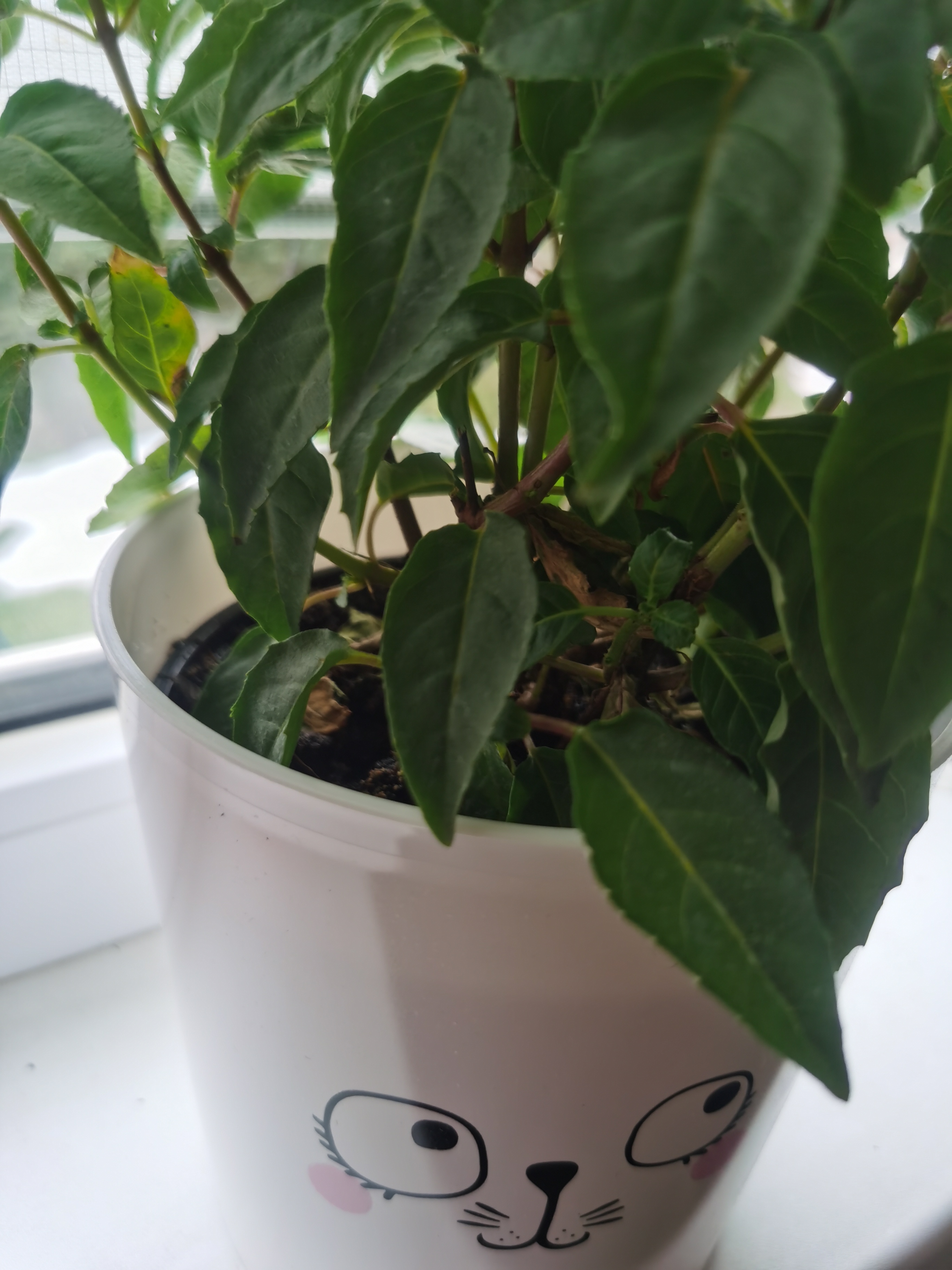 Фотография покупателя товара Кашпо для цветов «Мордочка», 1.6 л, d=14 см, h=14 см, пластиковое - Фото 1