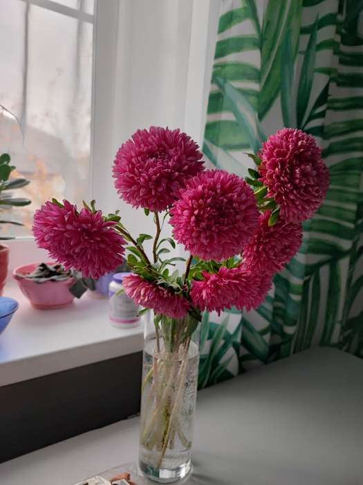 Фотография покупателя товара Семена цветов Астра густомахровая "Баллон розовый", ц/п,  однолетняя, 0,05 г - Фото 1