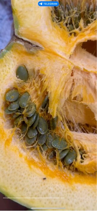 Фотография покупателя товара Семена Тыква «Голосемянка», среднеранняя, 2 г, «Золотая Сотка Алтая» - Фото 1