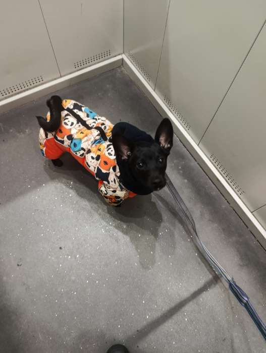 Фотография покупателя товара Комбинезон для собак «Мишка Тедди», размер 22, ДС 48, ОГ 54, ОШ 38 см, оранжевый - Фото 1