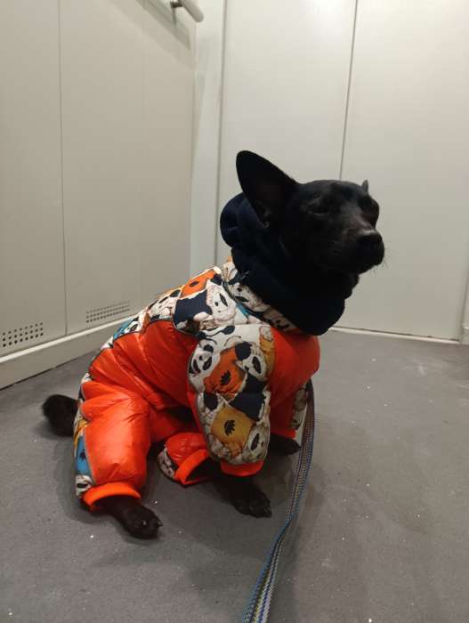 Фотография покупателя товара Комбинезон для собак «Мишка Тедди», размер 22, ДС 48, ОГ 54, ОШ 38 см, оранжевый - Фото 3