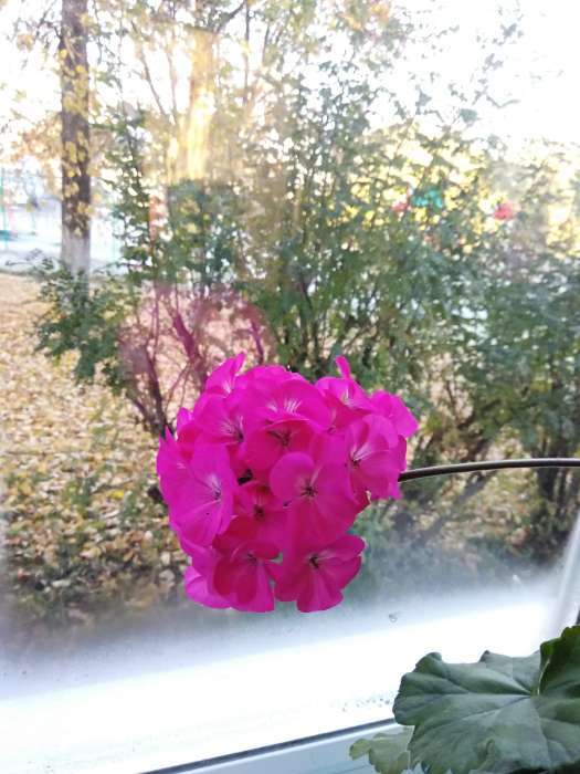 Фотография покупателя товара Семена цветов Пеларгония "Мультиблум", F1, смесь, 5 шт. - Фото 18