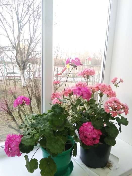 Фотография покупателя товара Семена цветов Пеларгония "Мультиблум", F1, смесь, 5 шт. - Фото 19