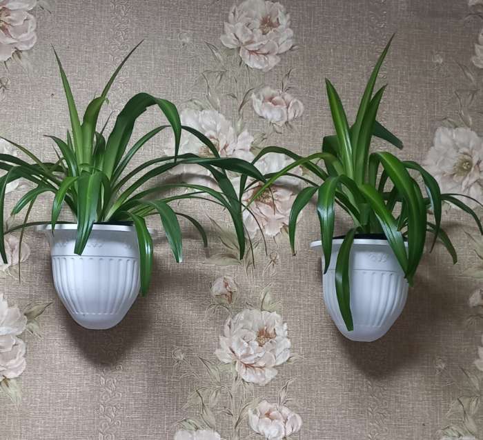 Фотография покупателя товара Горшок для рассады, 10 л, d=29 см, h=22.5 см, чёрный, Greengo - Фото 2