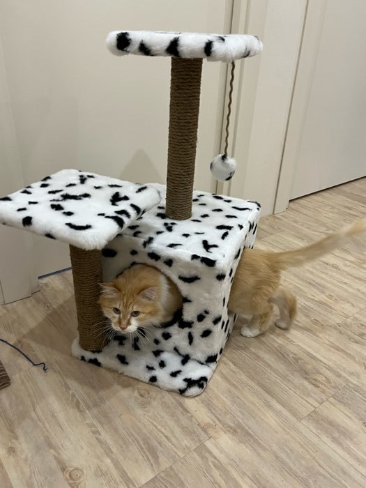 Фотография покупателя товара Домик для кошек с когтеточкой, квадратный, 3х-этажный, 45 × 47 × 75 см, леопард - Фото 2