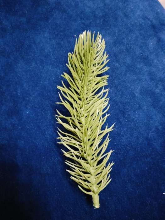 Фотография покупателя товара Ветка декоративная новогодняя, набор 10 шт., 15 см - Фото 1