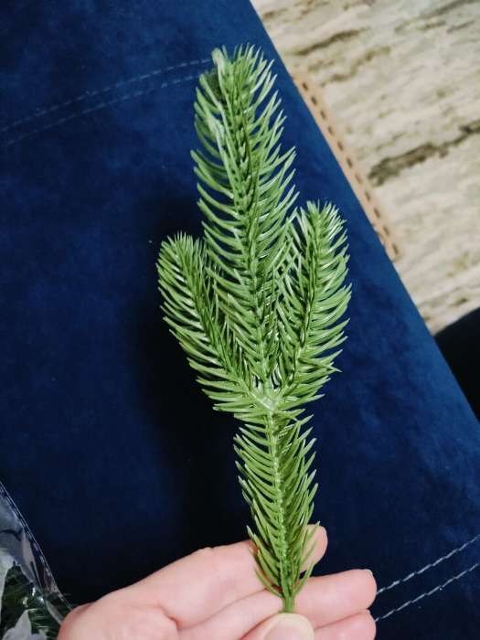 Фотография покупателя товара Ветка декоративная новогодняя, набор 10 шт., 15 см - Фото 2