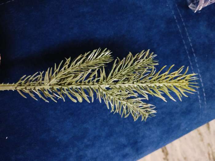 Фотография покупателя товара Ветка декоративная новогодняя, набор 10 шт., размер 1 шт. — 23×7×2 см - Фото 1