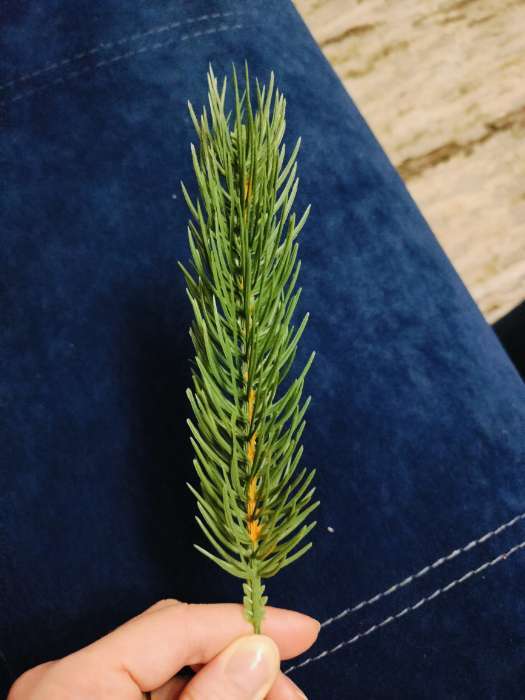 Фотография покупателя товара Ветка еловая зелёная, 22×4 см, набор 20 шт. - Фото 5