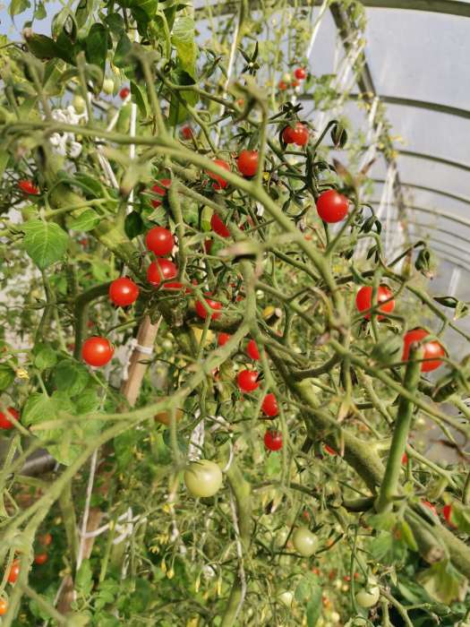 Фотография покупателя товара Семена Томат "Сластёна" высокоурожайный сорт для пленочных теплиц и защищенного грунта 20 шт - Фото 6