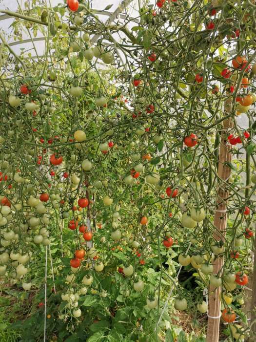 Фотография покупателя товара Семена Томат "Сластёна" высокоурожайный сорт для пленочных теплиц и защищенного грунта 20 шт - Фото 8