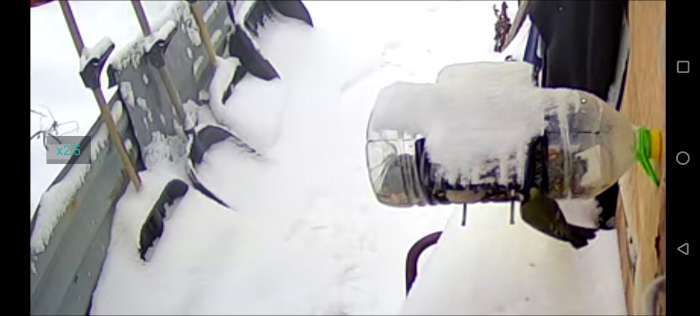 Фотография покупателя товара Корм «Пижон» просо жёлтое, для птиц и грызунов, 400 г - Фото 1