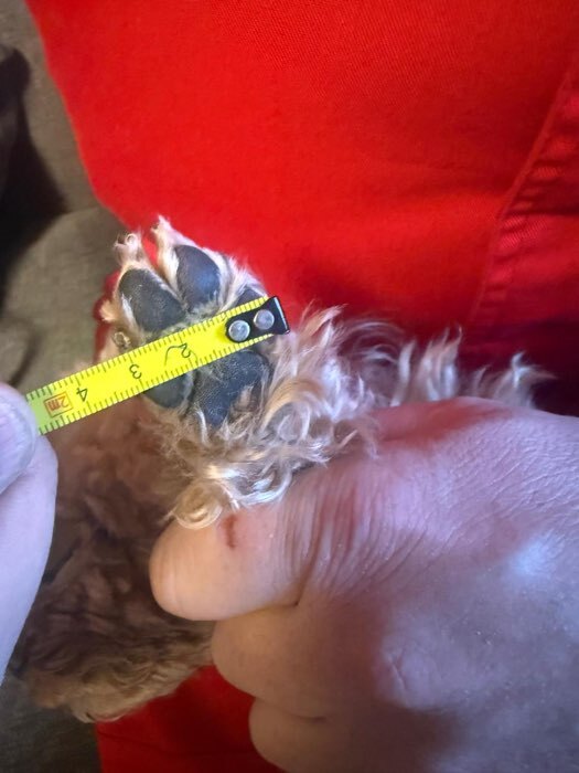 Фотография покупателя товара Ботинки «Кристмес», набор 4 шт., размер 3 (подошва 5×4 см), красные - Фото 9