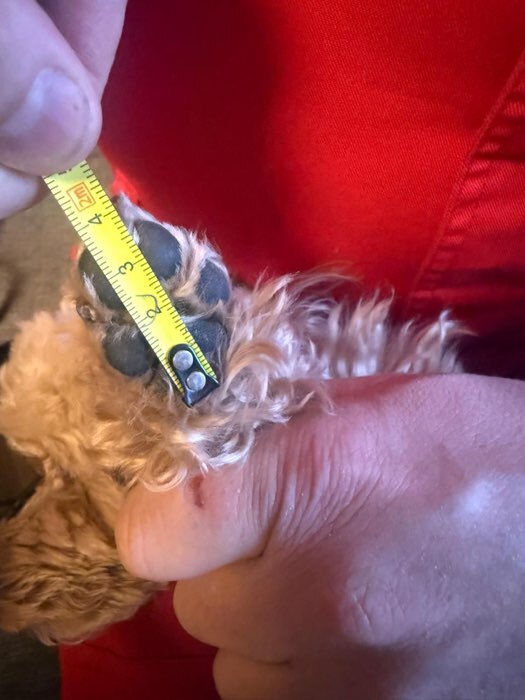 Фотография покупателя товара Ботинки «Кристмес», набор 4 шт., размер 3 (подошва 5×4 см), красные - Фото 10