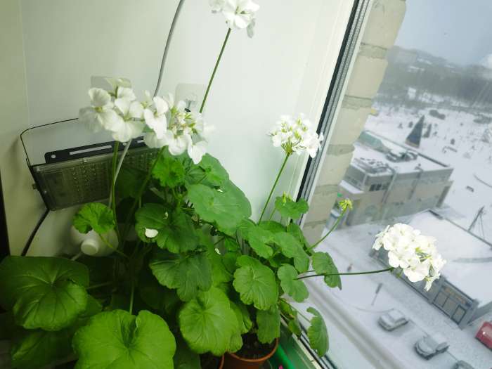 Фотография покупателя товара Семена цветов Пеларгония "Колорама ", смесь окрасок,0,02 гр., - Фото 21