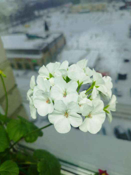 Фотография покупателя товара Семена цветов Пеларгония "Колорама ", смесь окрасок,0,02 гр., - Фото 20