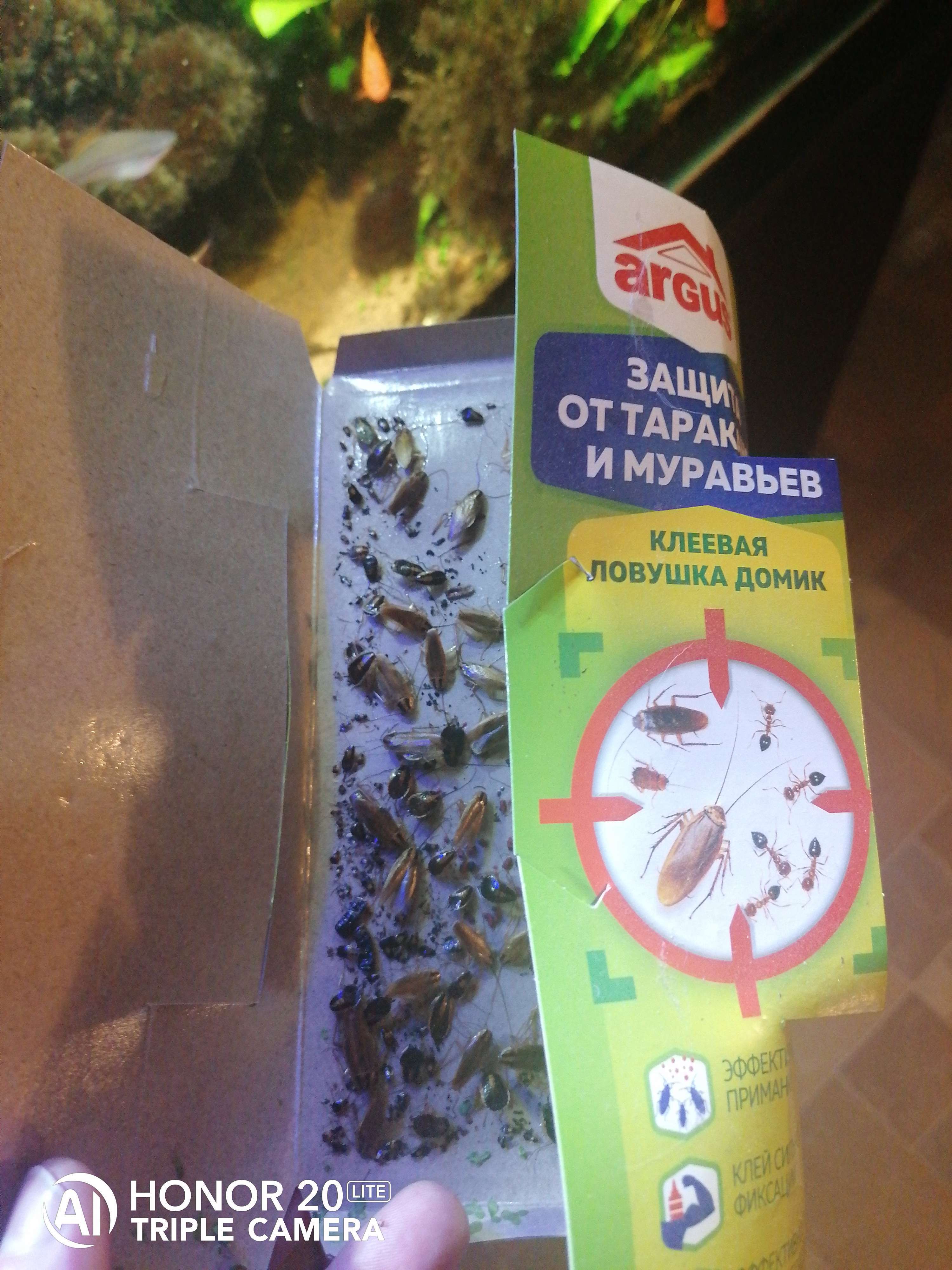 Фотография покупателя товара Клеевая ловушка ARGUS домик от тараканов, набор, 4шт - Фото 2