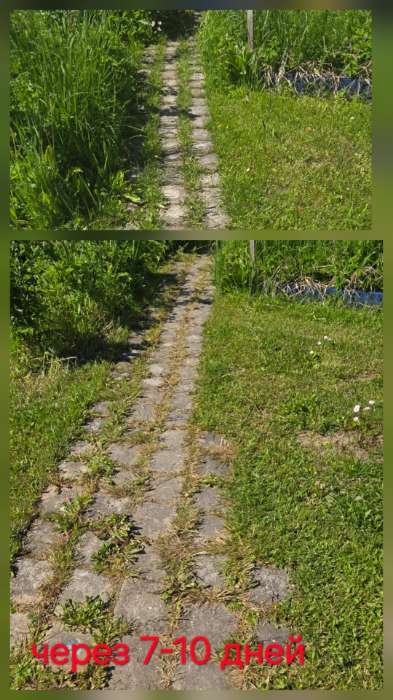 Фотография покупателя товара Средство для сплошного уничтожения сорняков «Чистогряд» 500 мл - Фото 6