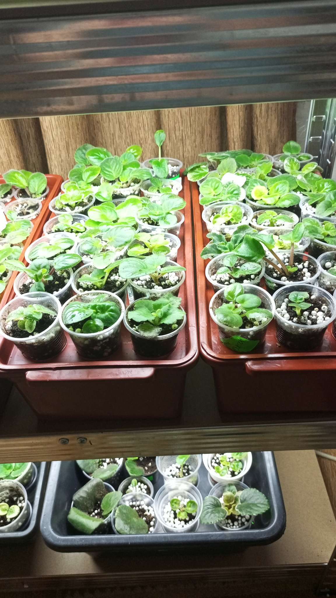 Фотография покупателя товара Ящик для выращивания зелёного лука, 40×19×10 см, 21 лунка, пластик, красный - Фото 4