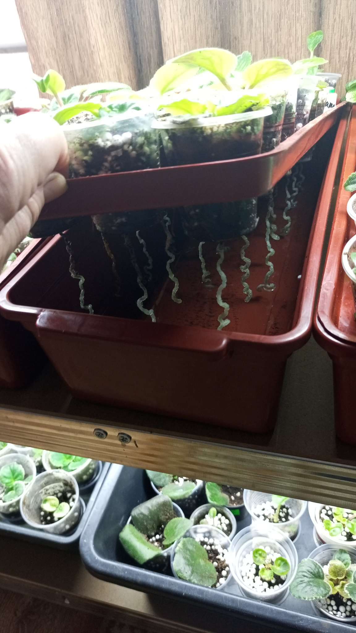 Фотография покупателя товара Ящик для выращивания зелёного лука, 40×19×10 см, 21 лунка, пластик, красный - Фото 2