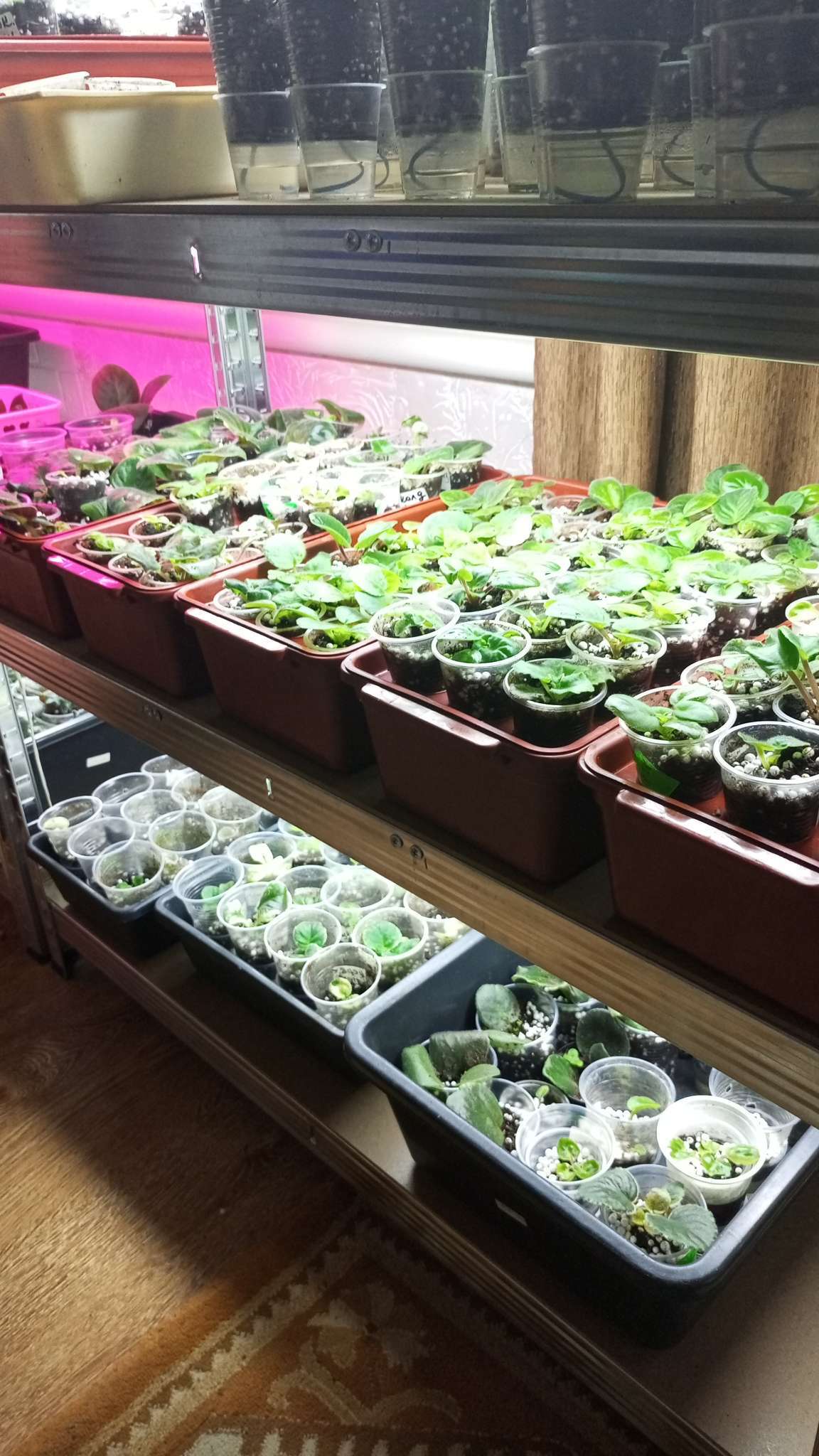 Фотография покупателя товара Ящик для выращивания зелёного лука, 40×19×10 см, 21 лунка, пластик, красный - Фото 3