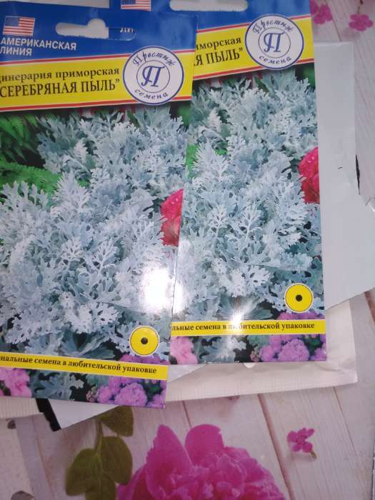 Фотография покупателя товара Семена цветов Цинерария "Серебряная пыль", О, 100 шт - Фото 3